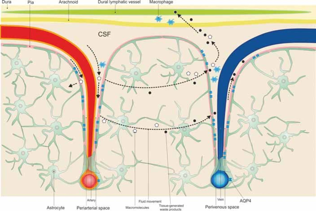 Cerebrospinal fl uid circulates from the subarachnoid space to the periarterial space and then into the tissue, through the astrocyte aquaporin 4 channels surrounding the cerebral vessels, blending with the interstitial fl uid. The interstitial solutes and cellular
wastes are transported from the tissue to the perivenous spaces.<br>
Obr. 1. Mozkomíšní mok cirkuluje ze subarachnoidálního do periarteriálního prostoru a poté do tkáně přes kanály akvaporinu 4 pro astrocyty, které obklopují mozkové cévy, a při tom se smíchá s intersticiální tekutinou. Intersticiální soluty a buněčné odpadní látky jsou
transportovány z tkáně do perivenózních prostor. 