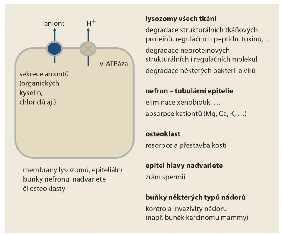 Funkce vakuolární H+-ATPázy (V-ATPázy). Jak je patrné, její funkce je
doslova pleiotropní. Její blokáda inhibitory protonové pumpy se tak projeví na
více místech. Léčiva typu draslík-kompetitivních inhibitorů acidity (prazanů) či
blokátorů H2 receptorů tento typ protonové pumpy neovlivňují; jejich efekt je
tak specifičtější, vázán na žaludek.<br>
Fig. 2. Vacuolar H+-ATAse function (V-ATAse). As you can see, its function is literally
pleiotropic. Its blockade of PPIs will thus take eff ect in more places. Drugs of the
type of potassium-competitive acidity inhibitors (prazans) or H2 receptor blockers
do not aff ect this type of proton pump, their effect is so more specific, tied to the
stomach.