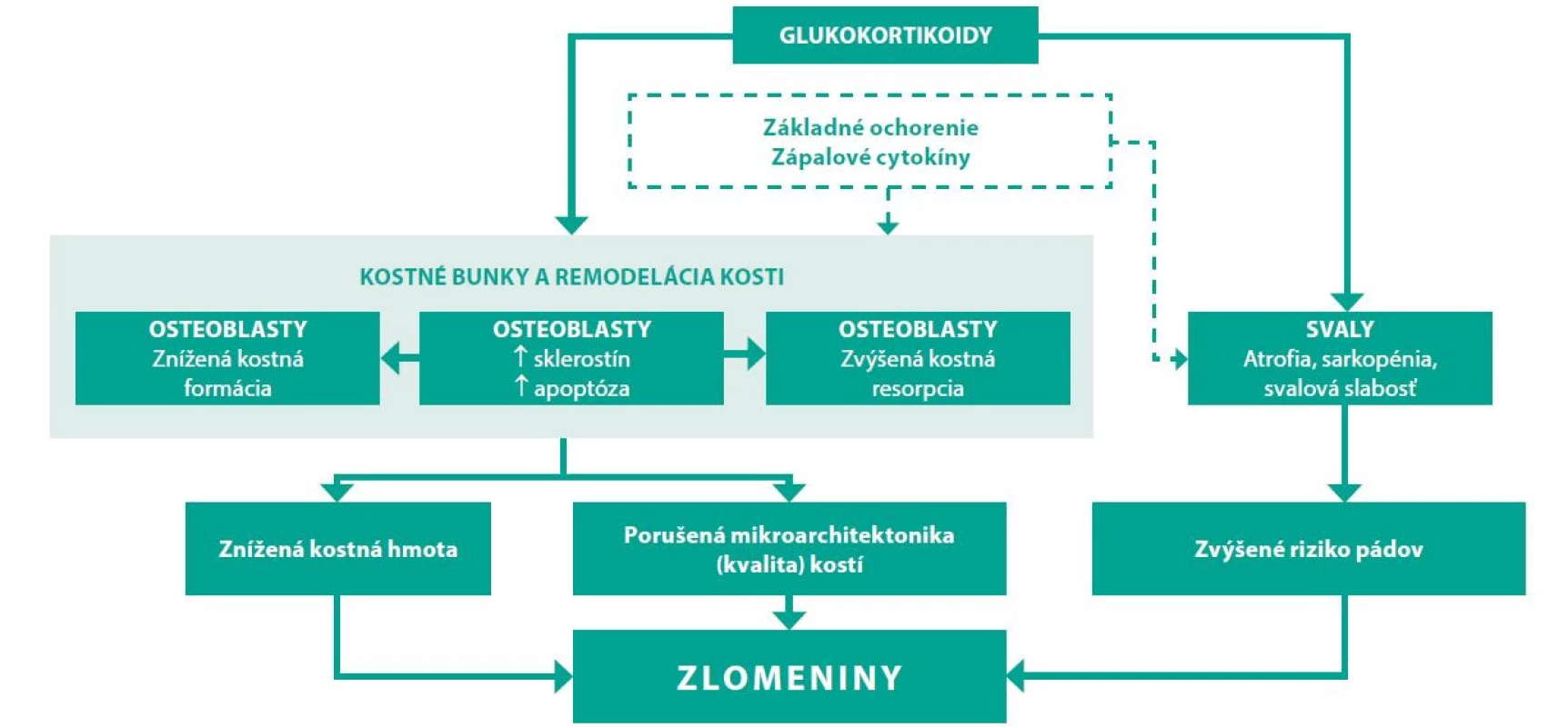 Mechanizmus efektu glukortikoidov na kosť (41, 42)