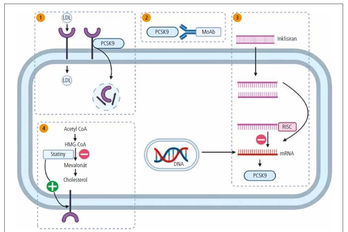 Mechanismy účinku hypolipidemik v hepatocytech. (1) LDL je odstraňován z plazmy vazbou na LDL receptor (LDL-R) a internalizací; LDL-R se váže na PCSK9 a je
internalizován a degradován. (2) Monoklonální protilátkové inhibitory PCSK9 (alirokumab a evolokumab) se vážou na PCSK9 a zabraňují jeho interakci s LDL-R, čímž zvyšují
LDL-R na buněčném povrchu. (3) Inklisiran způsobuje dlouhotrvající snížení PCSK9 tlumením/umlčením mRNA pro PCSK9, čímž zvyšuje LDL-R na buněčném povrchu.
(4) Statiny snižují produkci cholesterolu inhibicí HMG-CoA reduktázy, což je krok omezující rychlost v mevalonátové dráze; to vede k upregulaci LDL-R na buněčném povrchu.