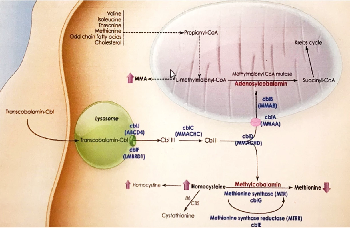 Intracelulárny metabolizmus kobalamínu s výslednými kofaktormi adenozykobalamínom, metylkobalamínom a vyznačením
jednotlivých porúch CblA – CblJ [Expert Rev Mol Med 2010].