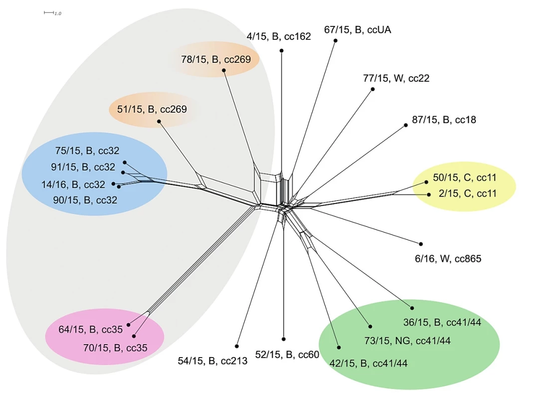 Vizualizace genetické diverzity na úrovní schématu rMLST u 20 izolátů z IMO, 2015, ČR<br> Figure 2. Visualisation of genetic diversity at the rMLST level in 20 isolates from IMD, Czech Republic 201