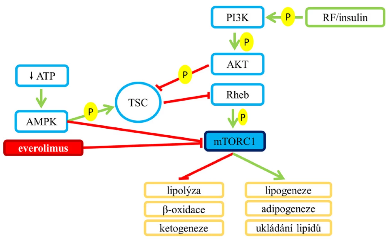 Vliv aktivace a inhibice mTORC1 na lipidový metabolismus.
mTORC1 je inhibován everolimem a aktivovanou AMPK.
Aktivace AMPK v reakci na nízkou hladinu buněčné energie,
respektive snížení intracelulární hladiny ATP blokuje
energeticky náročné procesy. Aktivace AMPK fosforyluje TSC
na jiném místě než Akt, a tím ho narozdíl od ní aktivuje, což
vede k inhibici mTORC1. AMPK také inhibuje mTORC1 přímo
fosforylací jeho podjednotky Raptor (6, 7).
Pozn.: zelená šipka – aktivace; červené T – blokáda.