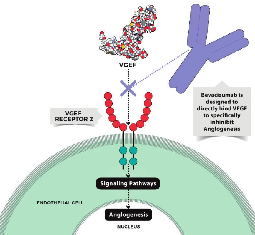 Bevacizumab – mechanismus účinku (13)
