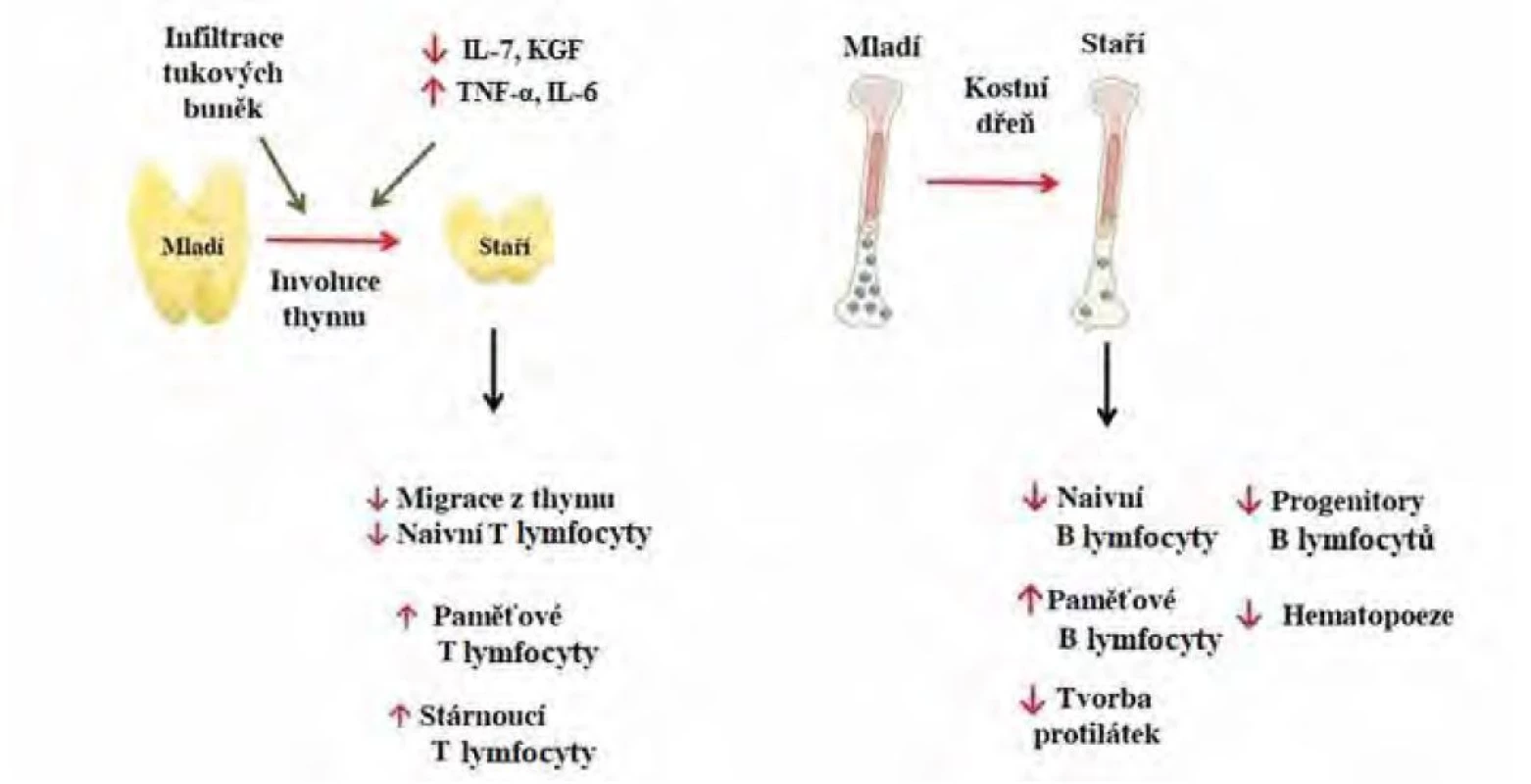 Změny v adaptivní imunitě ve stáří, upraveno podle (10). IL-7 – interleukin 7, KGF – keratinocyte growth factor, TNF-α – tumor necrosis factor α,
IL-6 – interleukin 6. Mladí – do 60 let, staří – nad 60 let