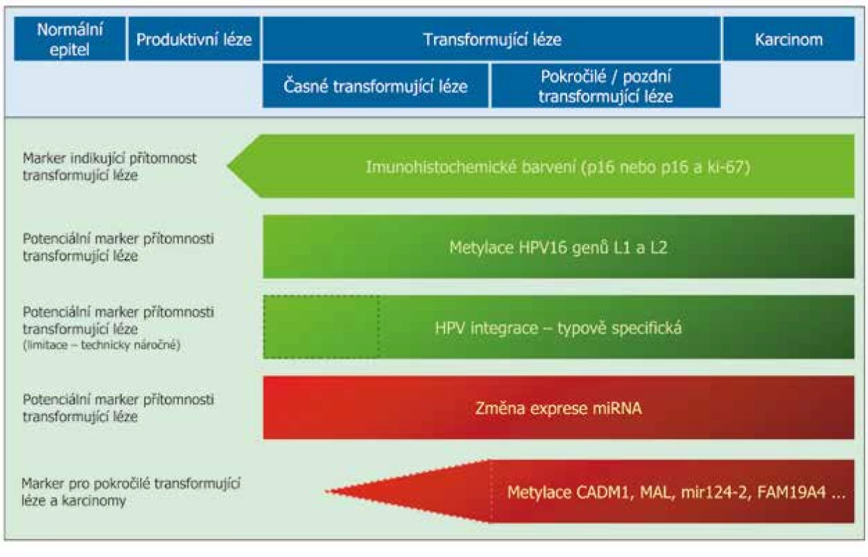 Schéma změn, které probíhají při progresi HPV indukované léze do karcinomu (změny spojené s HPV – zelená barva, změny
spojené s hostitelskými buňkami – červená barva, koncept HPV indukované karcinogeneze - modrá barva). Intenzita barvy odpovídá
frekvenci detekce změny, přerušovanou čarou zvýrazněna nízká nebo neznámá četnost změny. V levém sloupci je naznačena
využitelnost jednotlivých změn jako biomarkerů pro skríning karcinomu děložního hrdla. Upraveno dle Steenbergen et al. 2014 (30).