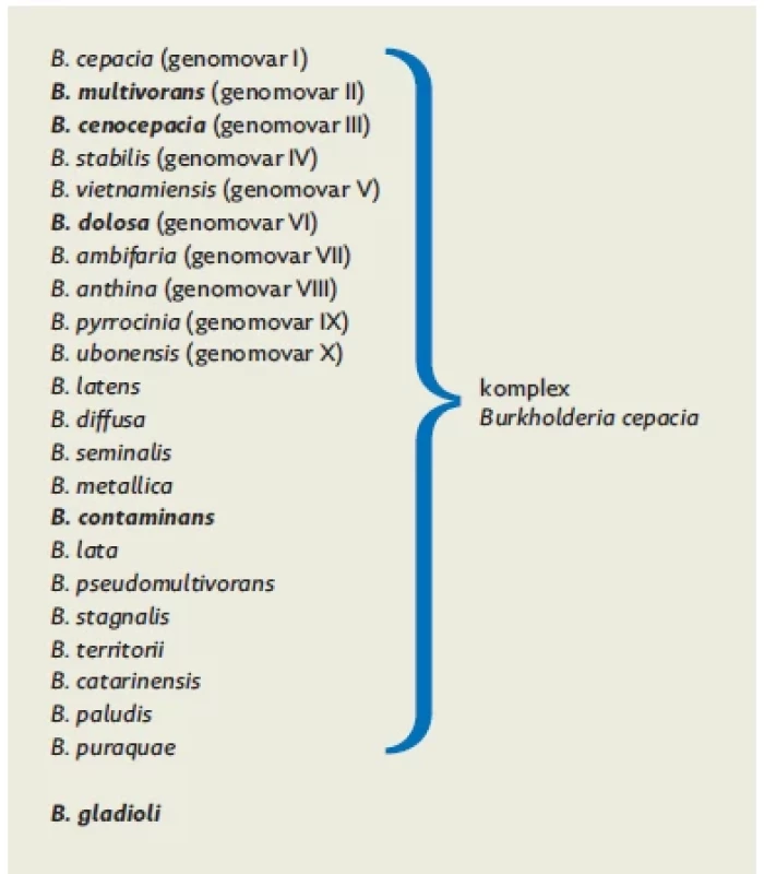 Taxonomie komplexu Burkholderia cepacia (Bcc). V závorce je
uvedeno původní označení prvních deseti druhů, které před revizí taxonomie
Bcc byly vedeny jako genomovary. Burkholderia gladioli nepatří
do Bcc, ale řadí se mezi relevantní bakteriální druhy rodu Burkholderia
(tučně zvýrazněné), které patří u nemoci CF mezi prokázané patogeny.