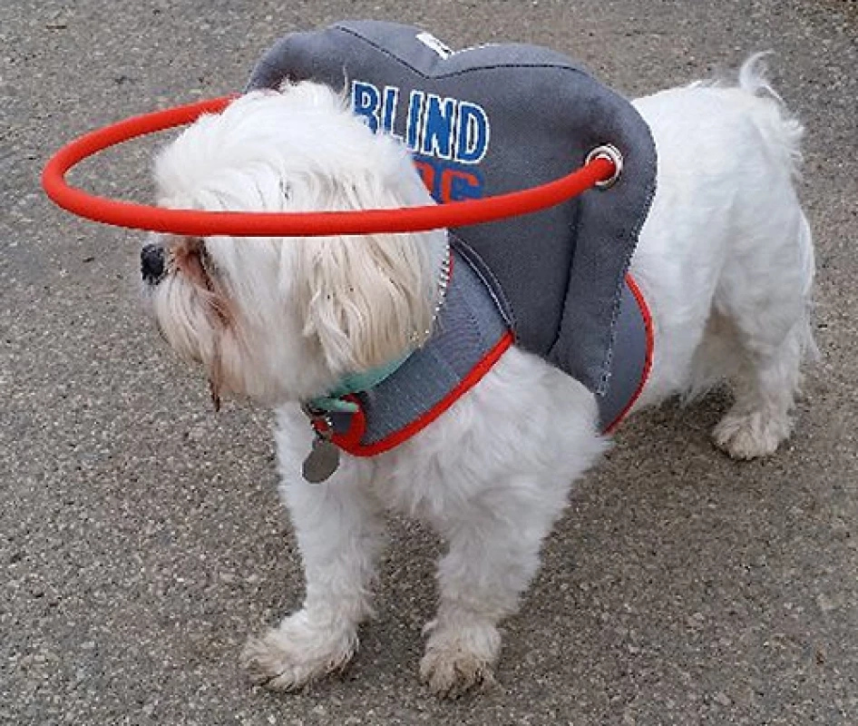 Halo blind dog [5].