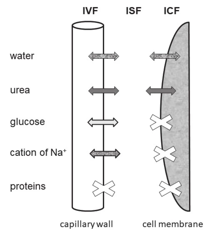 The schema of three water spaces and of movement
of components determining the serum osmolality. Abbreviations:
IVF = intravasal fluid, ISF = intersticial fl uid, ICF = intracelular
fluid
