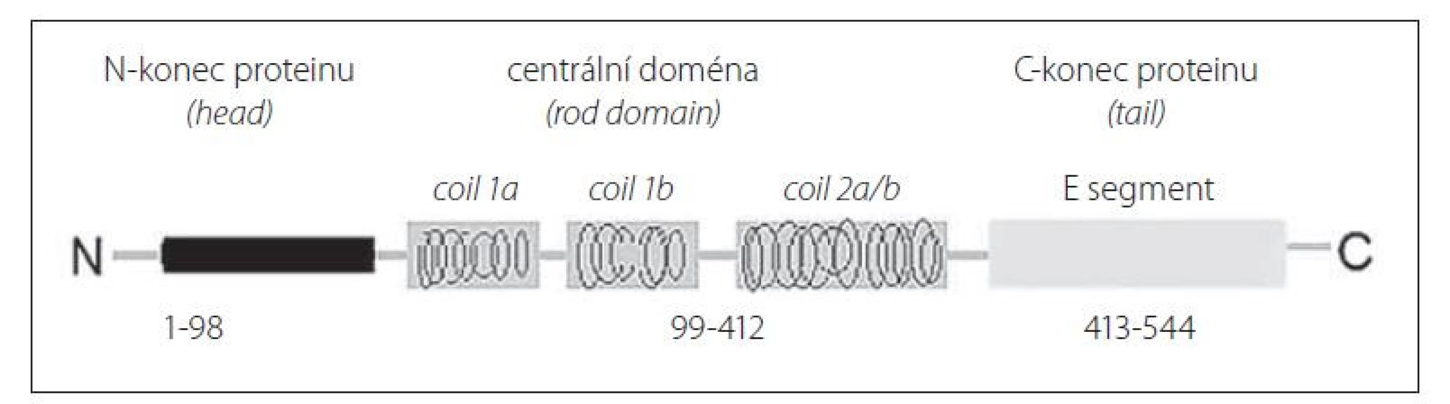 Schéma struktury lehkého řetězce neurofilamenta.<br>
Fig. 1. Scheme of the neurofilament light chain structure.