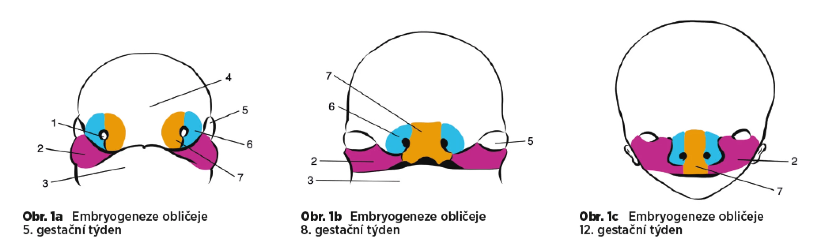 a, b, c 1. nosní plakóda, 2. maxilární výběžek, 3. mandibulární výběžek, 4. frontální výběžek, 5. oko, 6. laterální nazální výběžek, 7. mediální nazální výběžek