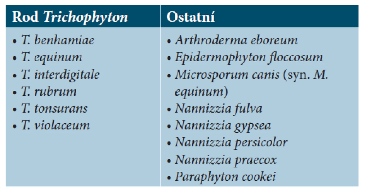 Seznam druhů dermatofytů, jejichž spektra jsou
zastoupena v databázi MALDI Biotyper Filamentou fungi
library 1.0.