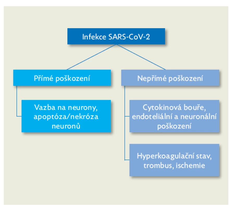Patogeneze vzniku poškození centrálního nervového
systému při infekci SARS-CoV-2(10)