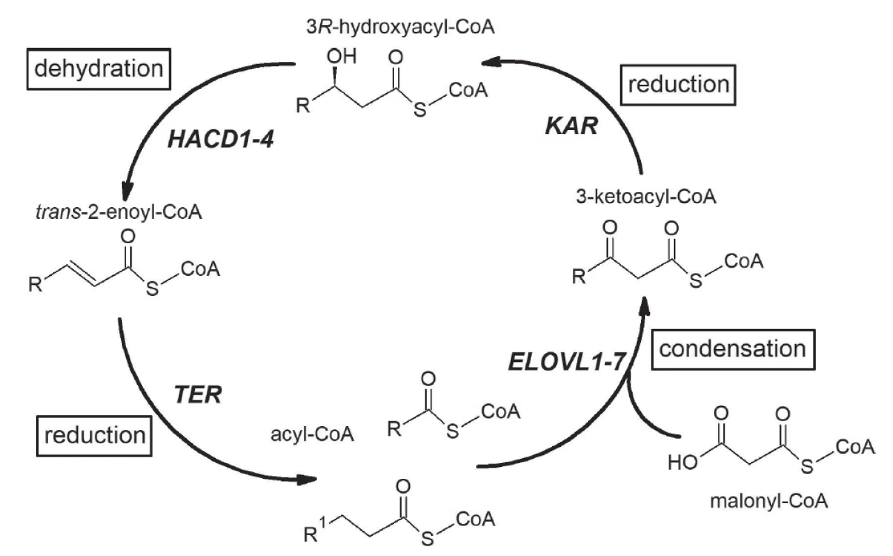 Elongation of fatty acid in mammals. The elongation cycle of fatty acids and respective enzyme is presented. Acyl-CoA
incorporates two-carbon unit from malonyl CoA in every turn of elongation cycle. ELOVL = elongation of very long-chain fatty
acids; KAR = 3-ketoacyl-CoA reductase; HACD = 3-hydroxyacyl-CoA dehydratase; TER = trans-2-enoyl-CoA reductase.