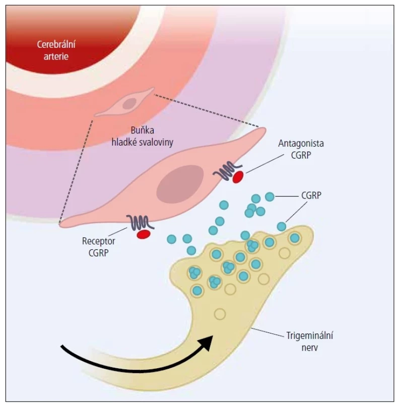Mechanismus účinku rimegepantu – inhibice vazodilatace.