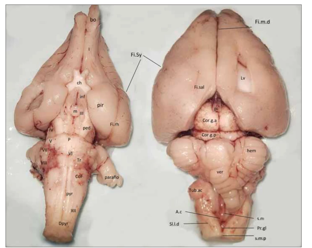 Mozek králíka (vlevo ventrální strana, vpravo dorzální strana).<br>
I – tracus olfactorius; III – n. oculomotorius; V – n. trigeminus; VI – n. abducens; VII – n. facialis; VIII – n. vestibulocochlearis; XII – n. hypoglossus;
A.c – ala cinerea (trigonum nervi vagi); bo – část bulbus olfactorius; ch – chiasma opticum; CoF – colliculus facialis; Cor.g.a – corpus geniculatum
anterius; Cor.g.p – corpus geniculatum posterius; Dpyr – decussatio pyramidum; Fi.m.d – fissura mediana dorsalis; Fi.rh – fissura rhinalis;
Fi.sal – fissura sagittalis lateralis; Fi.Sy – Sylvijská rýha; hem – mozečková hemisféra; Inf – infundibulum hypophysae; Lv – ventriculus lateralis;
m – corpus mamillare; P – pons Varoli; paraflo – paraflocculus; ped – pedunculus cerebri; pi – corpus pineale; pir – piriformní kůra; Pr.gl – promontorium
gliosum calami scriptorii; pyr – pyramis medullae oblongatae; s.l.d – sulcus lateralis dorsalis (posterolateralis); s.m – sulcus medianus;
s.m.p – sulcus medianus posterior; Tr – corpus trapezoideum; Tub.ac – tuberculum acusticum; ver – vermis cerebelli<br>
Fig. 5. The brain of the rabbit (left – ventral side, right – dorsal side).<br>
I – tracus olfactorius; III – n. oculomotorius; V – n. trigeminus; VI – n. abducens; VII – n. facialis; VIII – n. vestibulocochlearis; XII – n. hypoglossus;
A.c – ala cinerea (trigonum nervi vagi); bo – part of the bulbus olfactorius; ch – chiasma opticum; CoF – colliculus facialis; Cor.g.a – corpus geniculatum
anterius; Cor.g.p – corpus geniculatum posterius; Dpyr – decussatio pyramidum; Fi.m.d – fissura mediana dorsalis; Fi.rh – fissura
rhinalis; Fi.sal – fissura sagittalis lateralis; Fi.Sy – sulcus lateralis (Sylvii); hem – cerebellar hemisphere; Inf – infundibulum hypophysae; Lv – ventriculus
lateralis; m – corpus mamillare; P – pons Varoli; paraflo – paraflocculus; ped – pedunculus cerebri; pi – corpus pineale; pir – piriform
cortex; Pr.gl – promontorium gliosum calami scriptorii; pyr – pyramis medullae oblongatae; s.l.d – sulcus lateralis dorsalis (posterolateralis);
s.m – sulcus medianus; s.m.p – sulcus medianus posterior; Tr – corpus trapezoideum; Tub.ac – tuberculum acusticum; ver – vermis cerebelli