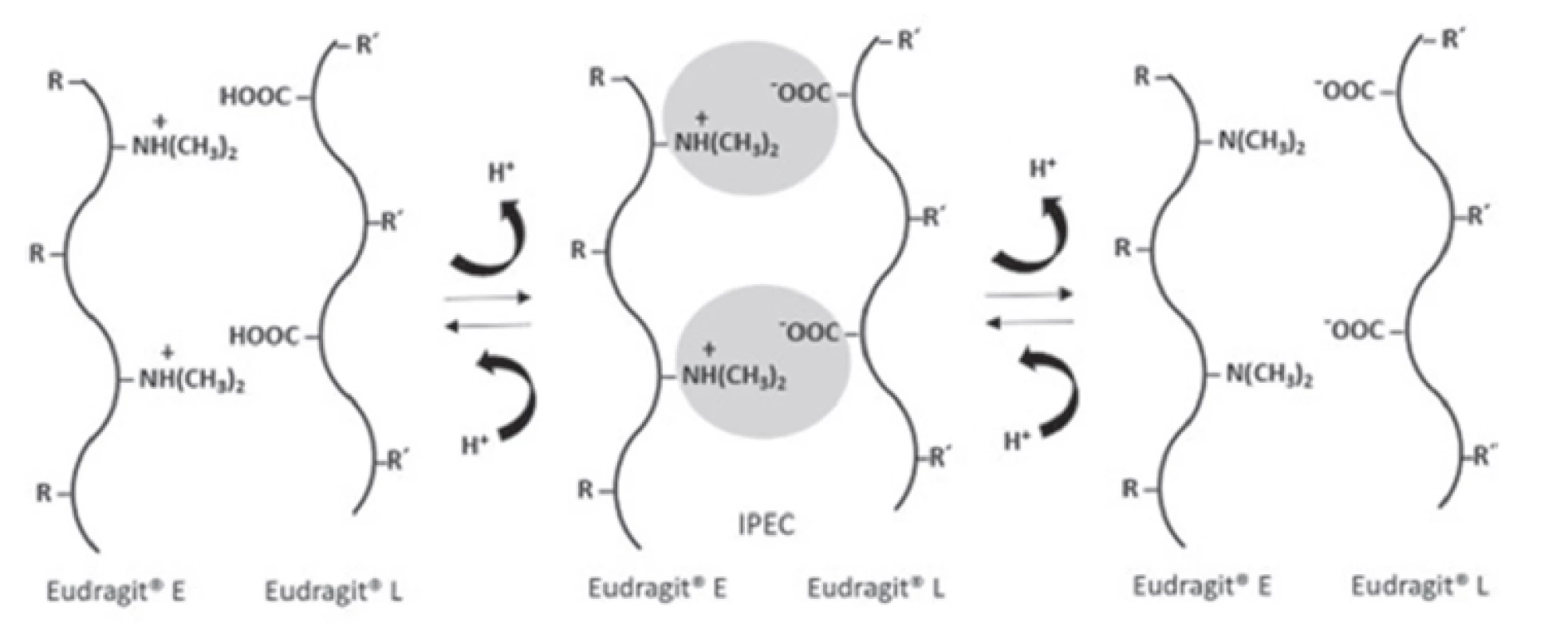 Interpolyelectrolyte complex between Eudragit® E and L<sup>29)</sup>