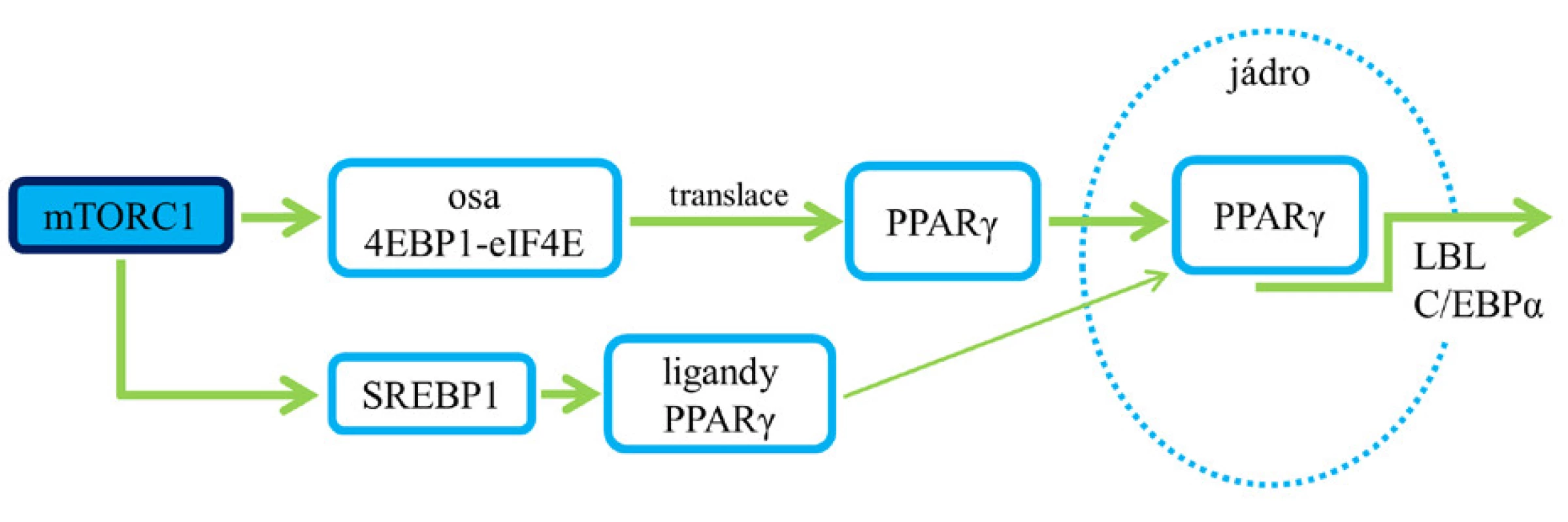 Role mTORC1 v procesu lipogeneze. Aktivace mTORC1
a následné ovlivnění SREBP vede k expresi enzymů, jež jsou
zapojené do lipogeneze (6, 7).
Pozn.: zelená šipka – aktivace;
červená čára bez šipky – blokáda.