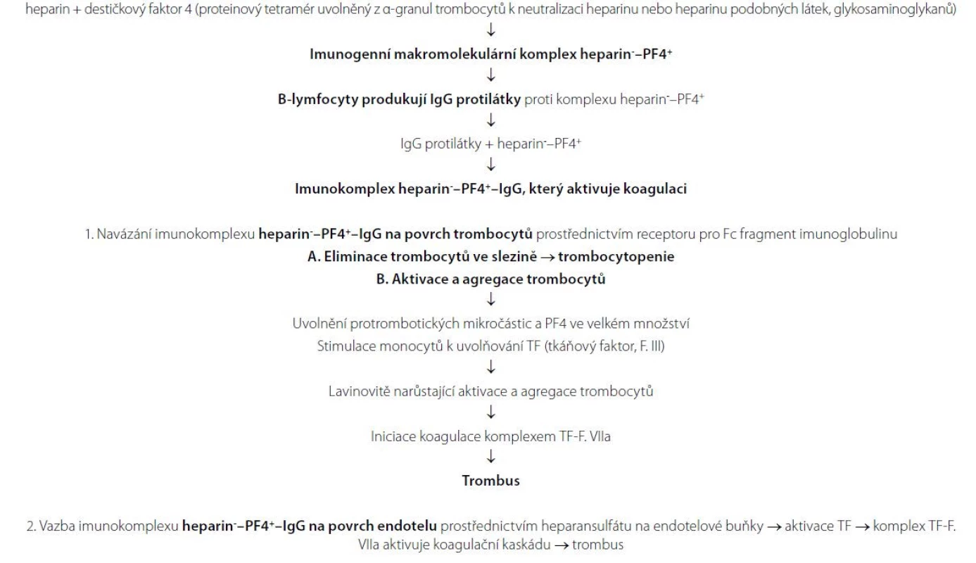Patofyziologie HIT 2. typu