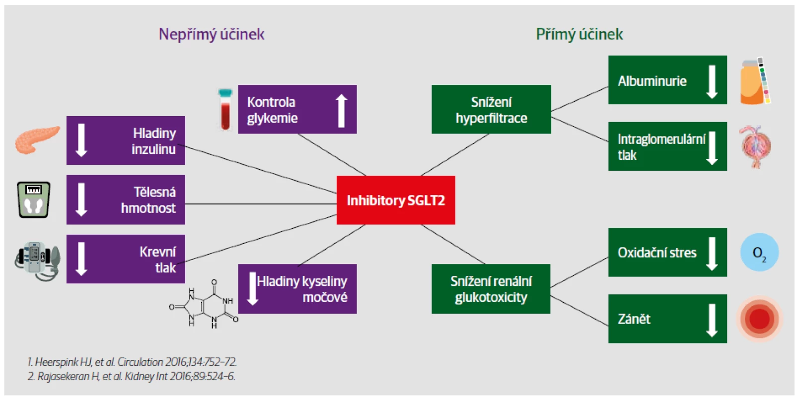 Renoprotektivní efekt inhibitorů SGLT2.