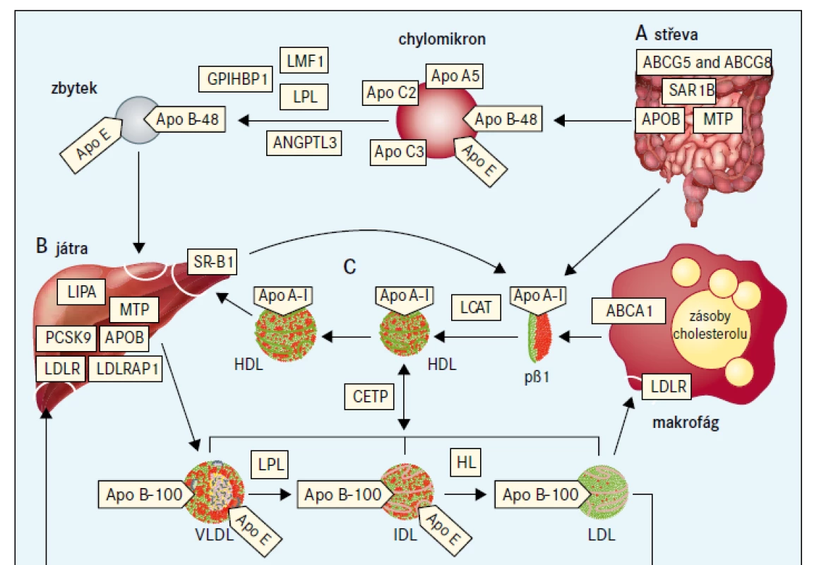 Metabolizmus lipidů se zaměřením na příčiny vzácných dyslipidemií