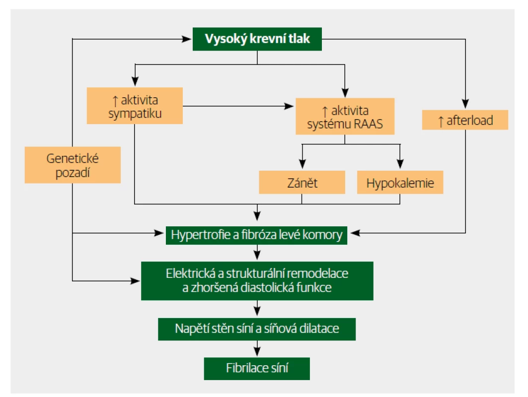 Mechanismy vysvětlující vznik fibrilace síní (FS) u hypertenzních nemocných. Hypertrofie levé
komory indukující elektrickou a strukturální remodelaci nejen komorovou, ale i síňovou, je vedoucím
spouštěčem nástupu FS. Aktivace sympatiku a systému renin-angiotenzin-aldosteron přispívá k hypertrofii
levé komory především prostřednictvím zánětlivých a fibrotizačních změn. Genetické pozadí
v důsledku změn iontových kanálů nebo změn buněčných spojení vedoucích k elektrickým a/nebo
strukturálním abnormalitám zásadně predisponuje nejen k FS, ale i k hypertenzi. [Upraveno podle Seccia
et al., 2016].