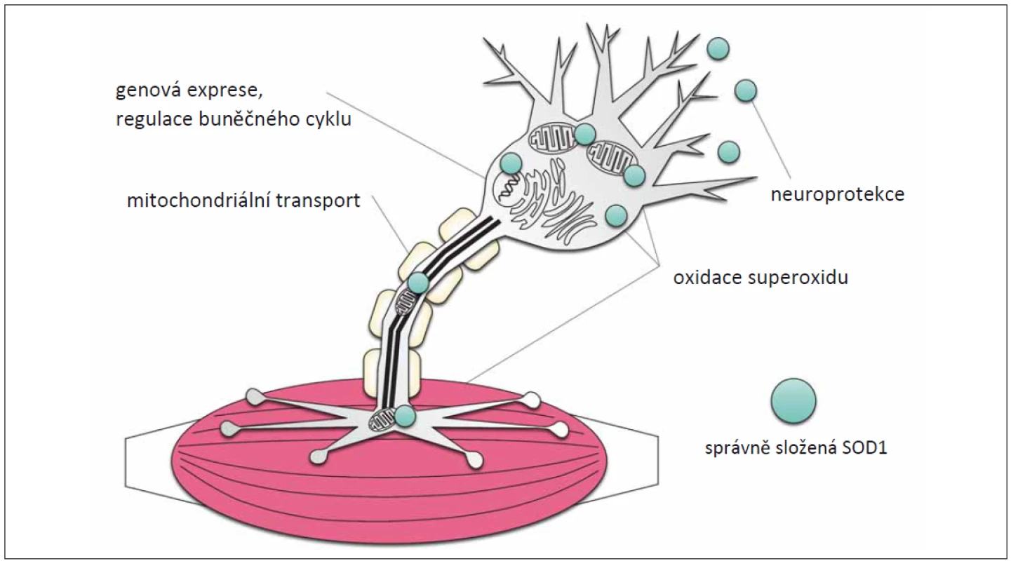 Funkce SOD1 v motorických neuronech [17].<br>
SOD1 se nachází v cytoplazmě, na synapsi a v mezimembránovém prostoru mitochondrií. Rolí SOD1 je přeměna volných radikálů, zejména
superoxidu O2 −, čímž zmírňuje oxidativní stres. Je rovněž secernována extracelulárně a předpokládá se, že i zde má neuroprotektivní účinky.
SOD1 je schopna změnit stav aktivace jiných proteinů, a tím i regulace genové exprese, proliferace a diferenciace dalších proteinů. Studie
zkoumající následky ztráty funkce enzymu prokázaly, že se SOD1 rovněž podílí na axonovém transportu mitochondrií k synapsi.<br>
SOD1 – superoxiddismutáza 1<br>
Fig. 2. Functions of SOD1 in motoneurons [17].<br>
SOD1 is located in the cytoplasm, synapse and intermembrane space of mitochondria. The role of SOD1 role is to oxidize free radicals, notably
superoxide O2 −, thereby mitigating oxidative stress. It is also secreted and thought to have neuroprotective eff ects extracellularly. SOD1
can change the activation states of other proteins, thereby regulating gene expression, proliferation, and diff erentiation of other proteins.
Loss of function studies have shown that SOD1 also participates in axonal traffi cking of mitochondria to the synapse.<br>
SOD1 – superoxide dismutase 1