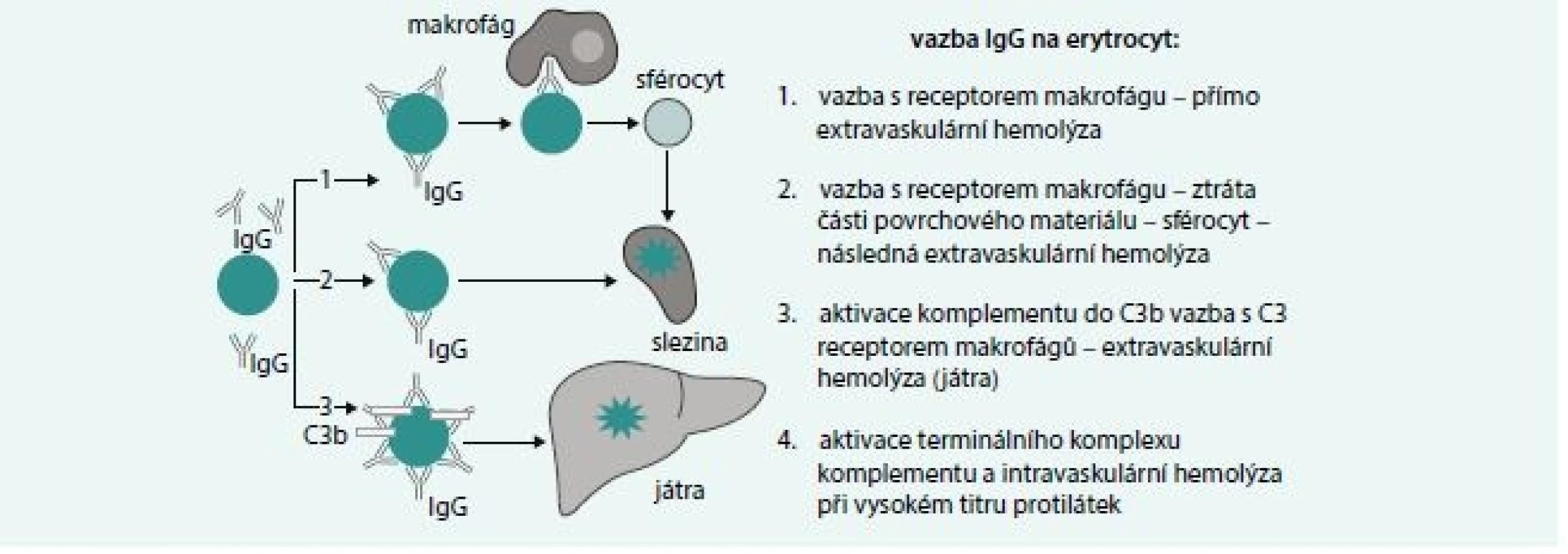 Mechanizmy IgG zprostředkované hemolýzy
