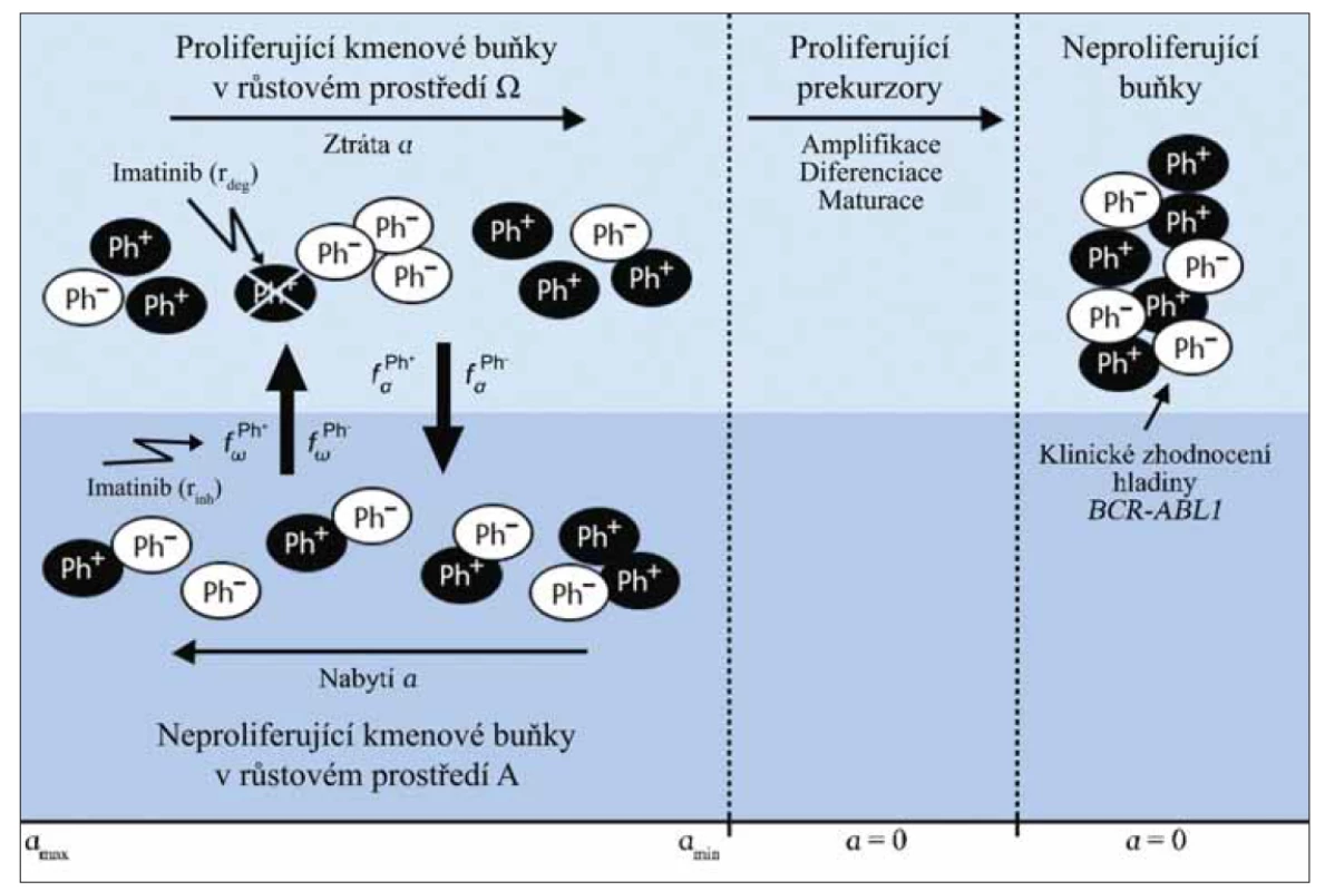 Schéma ABM modelu. Předpokládá se koexistence zdravých (Ph–) a maligních (Ph+) kmenových buněk ve dvou
prostředích růstu (A, Ω). Náchylnost buněk k výskytu v prostředí A je dána jejich afinitou (a). V prostředí Ω dochází
k postupné ztrátě a, v prostředí A naopak k jejímu znovunabytí. Buňky, které ztratily svůj potenciál pobývat k prostředí
A (jejich a < amin) jsou označeny jako diferencované. Ty vytvářejí klon, který přechodně expanduje (proliferující
prekurzory). Tento klon, který existuje po fixně stanovenou dobu bez další expanze, představuje neproliferující
perkurzory a terminálně diferencované buňky (neproliferující buňky). Aktivní proliferace kmenových buněk je možná
pouze v prostředí Ω. Přechod Ph– a Ph+ buněk mezi těmito prostředími je dán charakteristikou fαPh–, fαPh+, fωPh–,
fωPh+. Předpokládá se dvojí specifický efekt imatinibu na Ph+ buňky: inhibice proliferace rinh (efekt na fωPh+)
a degradace proliferujících kmenových buněk rdeg. Upraveno dle [21].
