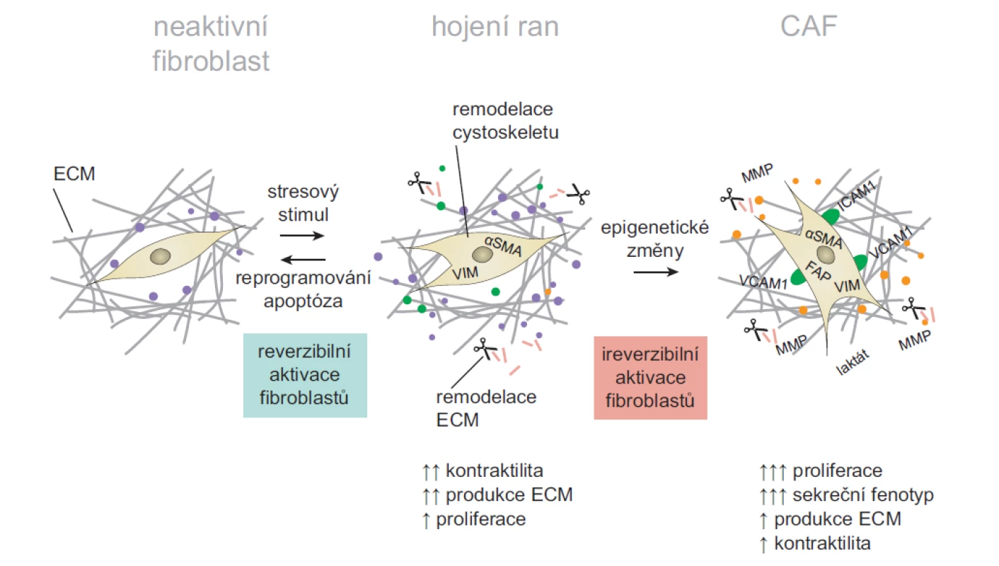 Model aktivace CAF fenotypu.<br>
Klidové fibroblasty jsou vřetenovité buňky obklopené fyziologickou ECM. V důsledku poranění tkáně a s ním asociovaných aktivačních stimulů
se u fibroblastů zvyšuje exprese α-SMA, VCAM-1, ICAM-1 a vimentinu; aktivované fibroblasty ztrácí vřetenovitý tvar a díky přestavbám cytoskeletu
získávají vysokou schopnost kontraktility a migrace. Dochází k remodelaci ECM a aktivaci sekrečního fenotypu, který dále zesiluje aktivaci
a proliferaci fibroblastů. Tento stupeň aktivace je reverzibilní. Reverzibilita takové aktivace může být vysvětlena přeprogramováním nebo apoptózou
aktivovaných fibroblastů. U CAF dochází k jejich nevratné aktivaci, umocnění sekrečního fenotypu, další remodelaci ECM a produkci
imunomodulačních faktorů. Tento proces je spojen s rozvojem nádorových lézí. Změny v epigenetické regulaci mohou omezit reverzibilitu takovýchto
aktivovaných stavů. CAF získávají zvýšené proliferační vlastnosti a vytvářejí funkčně různorodou populaci, což zvyšuje dynamickou
komplexnost vyvíjejícího se nádorového mikroprostředí. Volně přepracováno dle [7].