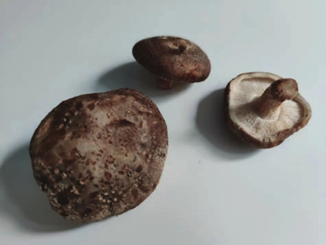  Houba shiitake