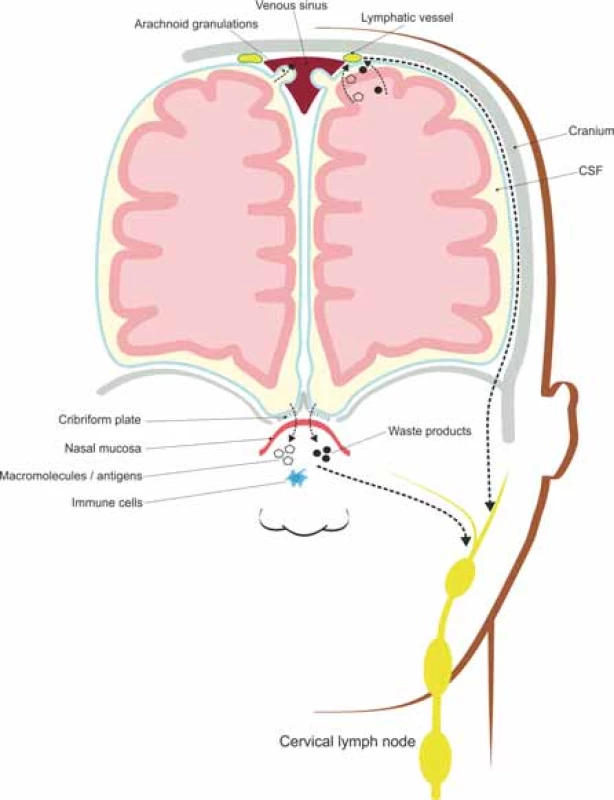 Meningeal lymphatic vessels and nasal lymphatics absorb interstitial solutes and
cellular wastes transported by the glymphatic system and drain them to the deep cervical lymph nodes.<br>
Obr. 2. Meningeální lymfatické cévy a nosní lymfatické uzliny absorbují intersticiální soluty a buněčné odpadní látky transportované glymfatickým systémem a odvádí je do
mízních uzlin hluboko v krku. 