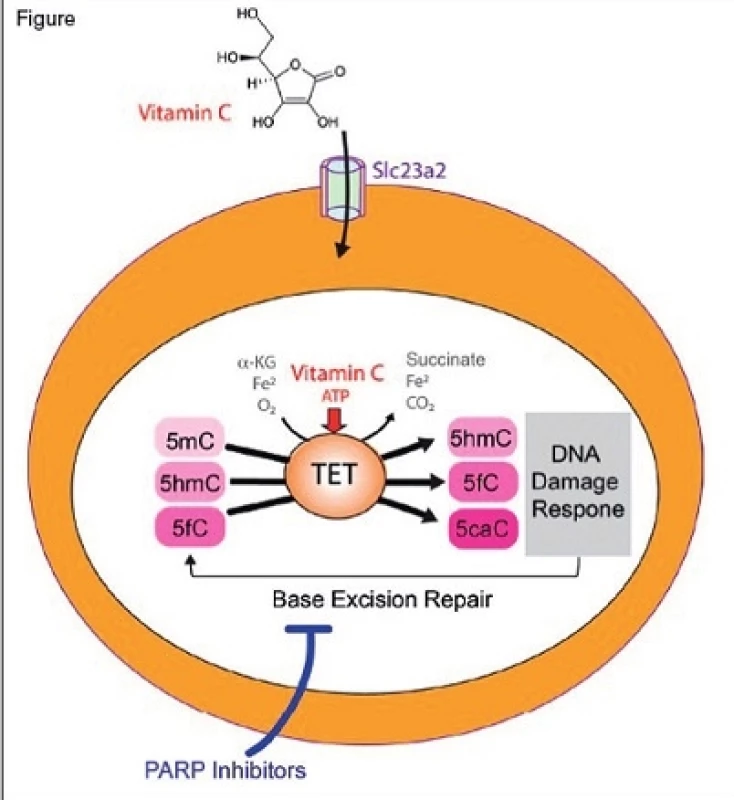 Enzymy z rodiny TET jsou α-ketoglutarát a Fe<sup>2+</sup>- dependentní dioxygenázy katalyzující oxidaci 5-methylcytosinu (5mC) na 5-hydroxymethylcytosin (5hmC), 5-formylcytosin (5fC) a 5-karboxylcytosin (5caC). Ztráta TET2, běžná u myeloidních neoplazií a klonální hematopoézy, vede k poškození seboeobnovovací kapacity HSC. Podání vitaminu C (kofaktor α-ketoglutarát a Fe<sup>2+</sup>-dependentní dioxygenázy) obnoví aktivitu proteinů TET a potlačí rozvoj leukemie. Oxidace DNA skrze TET2 (indukovaná vitaminem C) zvyšuje citlivost k inhibitorům PARP.