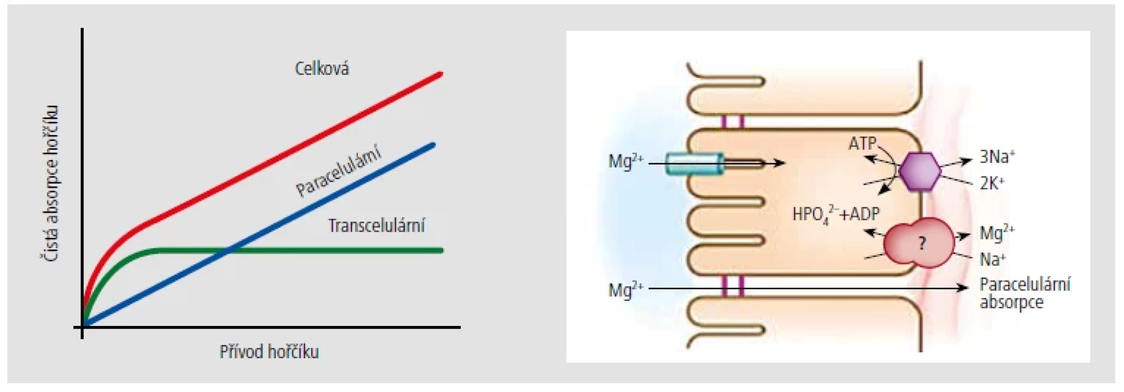 Fyziologická absorpce magnezia v gastrointestinálním traktu. [Upraveno podle Blaine et al., 2015]