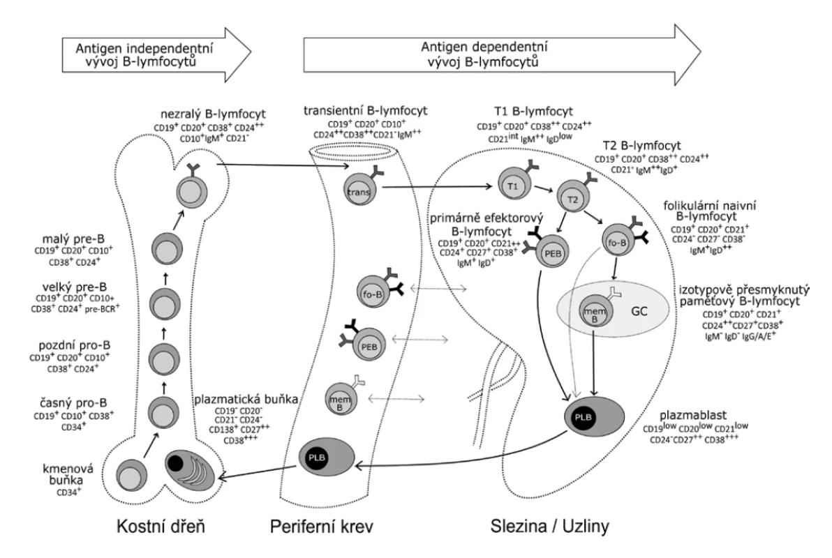 Vývoj B lymfocytů<br>
Figure 1. Development of B cells