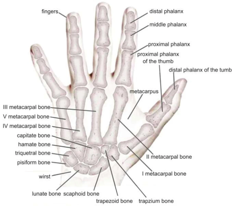 The bones of the hand. Created using [3], with permission.