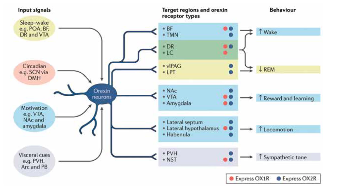 Úloha orexínových neurónov (prevzaté z internetu, https://www.nature.com/articles/s41583-018-
0097-x?WT.feed_name=subjects_neurology).<br>
Neuróny orexínu sú ovplyvňované signálmi súvisiacimi so stavmi spánku a bdenia, cirkadiánnou fázou,
motivačnými alebo viscerálnymi podnetmi, ako sú hlad a smäd. Inervujú mnoho oblastí v mozgu. Výsledkom
ich činnosti je udržiavanie bdelosti, potlačenie a regulácia spánku REM, lepšie reakcie na odmeny,
zvýšená lokomócia a tonus autonómneho nervového systému. Okrem neuropeptidov orexínu, ktoré sa
viažu na receptory orexínu 1 OX1R (červené krúžky) a OX2R (tmavomodré krúžky), uvoľňujú orexínové
neuróny tiež rýchlo pôsobiaci neurotransmiter glutamát a dynorfín. Tento model spojenia poukazuje na to,
ako sú neuróny orexínu jedinečne umiestnené za účelom integrácie najrôznejších signálov podporujúcich
bdenie.