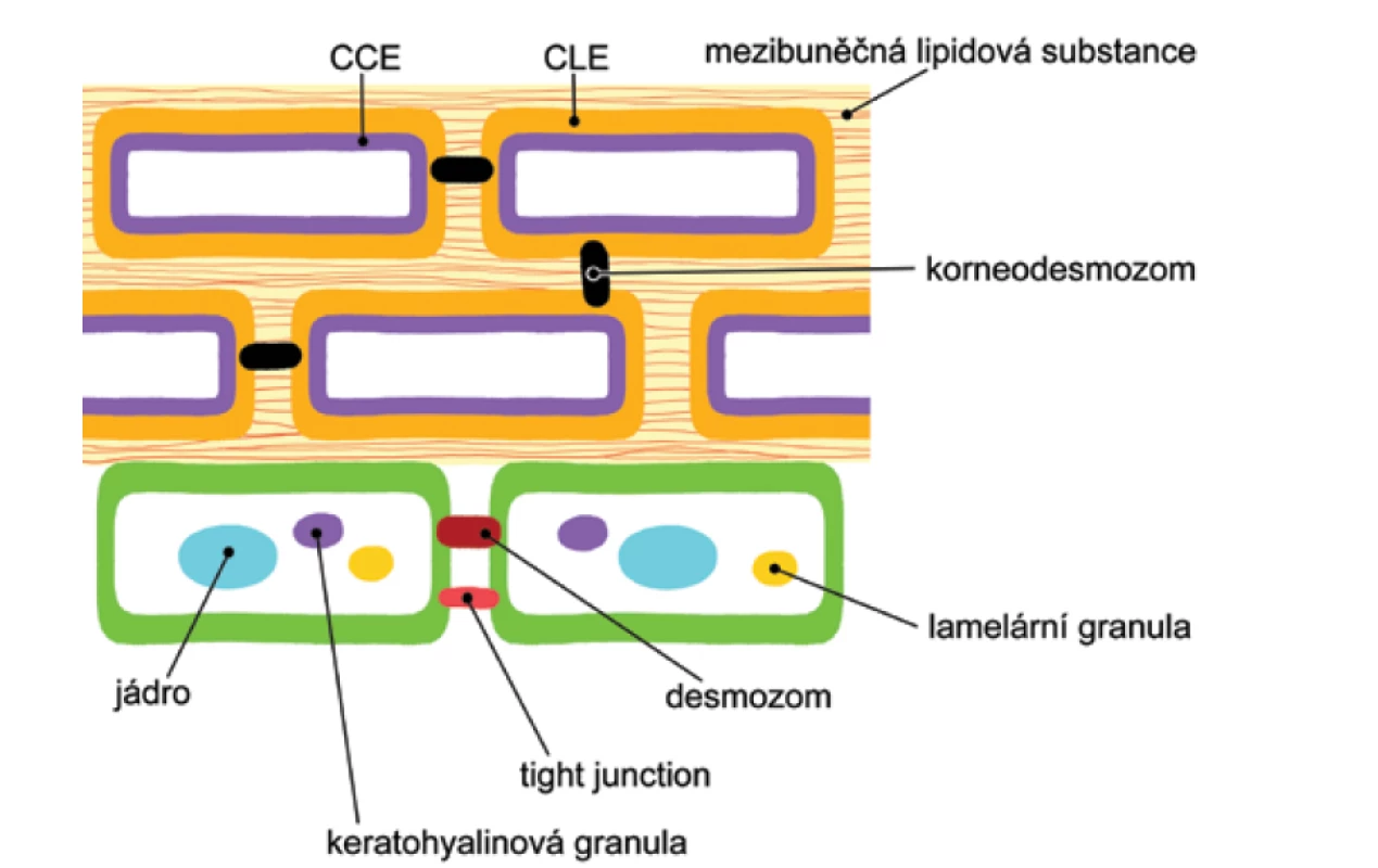 Schematické znázornění horních vrstev epidermis s náhledem na důležité složky kožní
bariéry