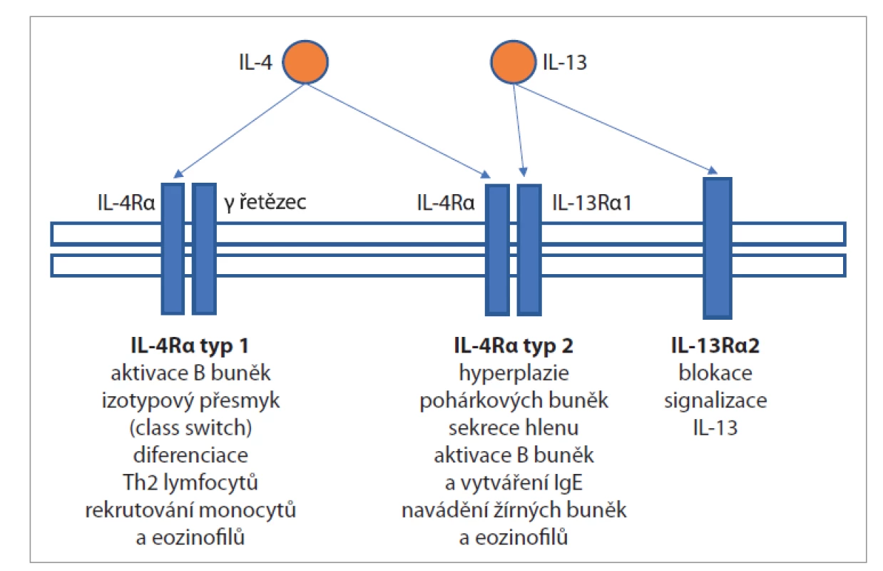 Receptor IL-4 alfa.<br>
Fig. 1. IL-4 alpha receptor.
