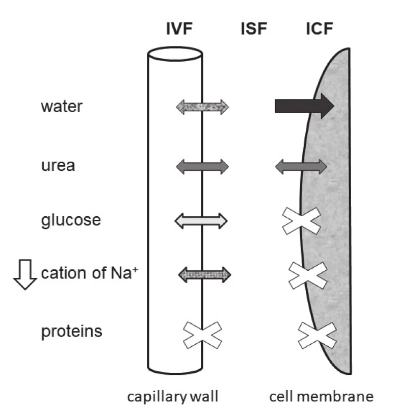 The schema of three water spaces and of movement
of components determining the serum osmolality in state of
hyponatremia. Abbreviations: IVF = intravasal fluid, ISF = interstitial
fluid, ICF = intracellular fluid