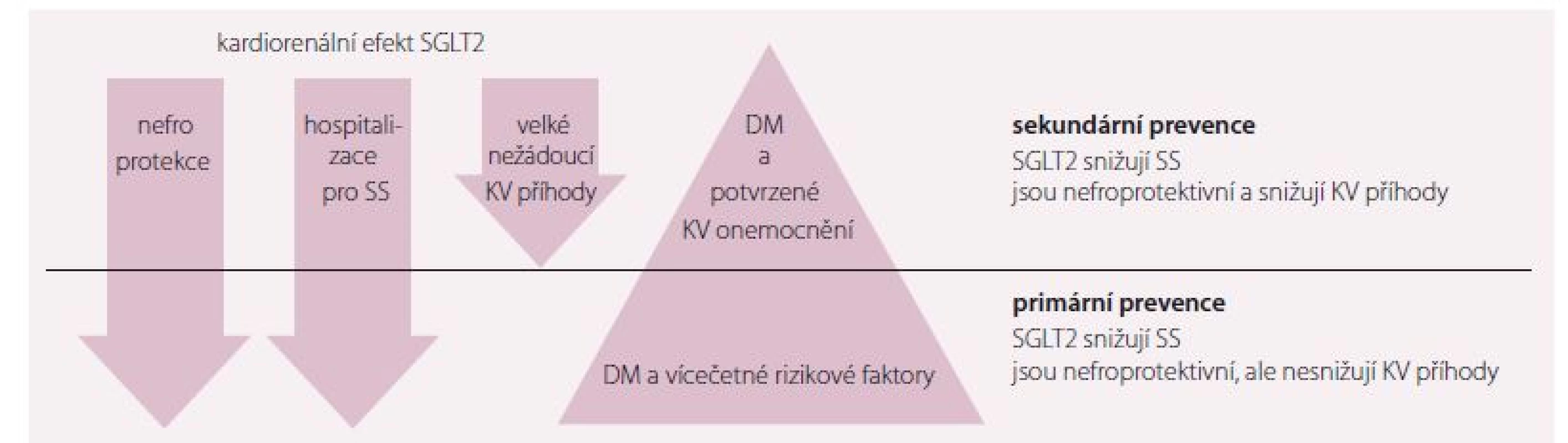 SGLT2 v primární a sekundární prevenci prevenci pacientů s DM 2. typu. Upraveno dle [17].<br>
SS – srdeční selhání; DM – diabetes mellitus; KV – kardiovaskulární