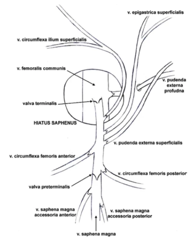 Confluens venosus subinguinalis