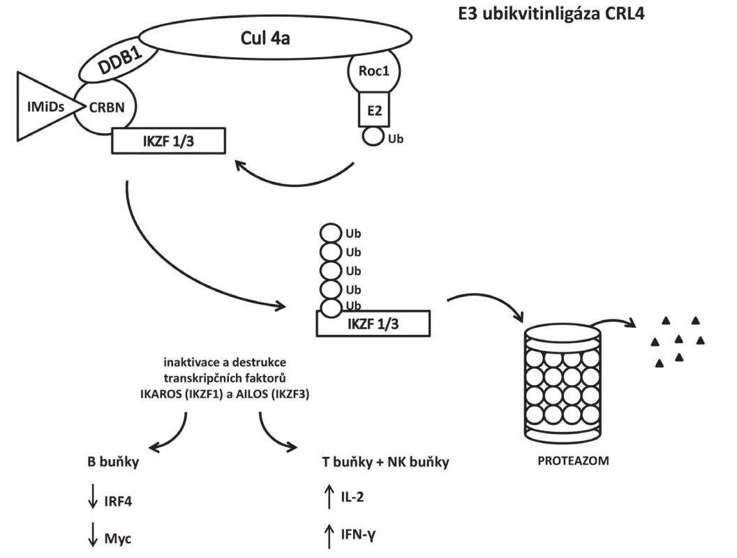 Změna specificity E3 ubikvitinligázy CRL4ACRBN po navázání IMiDs na cereblon. Místo
transkripčního faktoru MEIS 2, glutaminsyntetázy a amyloidového prekurzorového proteinu se podílí
na polyubikvitinaci transkripčních faktorů IKZF1 (Ikaros) a IKZF3 (Aiolos) v buňkách mnohočetného
myelomu.
CRL4 – cullin-RING E3 ubiquitin ligase, CRBN – cereblon, DDB1 – DNA damage binding protein 1,
IFN-γ – interferon-γ, IKZF1/3 – Ikaros family zinc finger proteins 1/3, IL-2 –interleukin 2,
IMiDs – immunomodulatory drugs, IRF4 – interferon regulatory factor 4, Roc1 – regulator of cullin 1,
Ub – ubikvitin