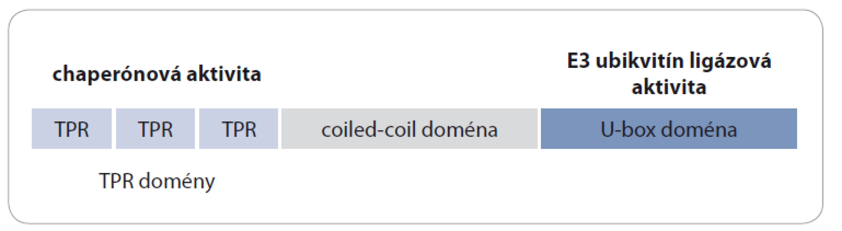 Funkčné domény proteínu CHIP. Proteín CHIP sa skladá z troch TPR domén,
z coiled-coil domény a z U-box domény. TPR domény majú chaperónovú funkciu
a U-box doména má E3 ubikvitín ligázovú aktivitu. Proteín CHIP spája E3 ubikvitín ligázovú
aktivitu s chaperónou aktivitou.