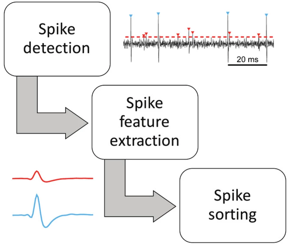 Three principal stages of unsupervised spike
sorting algorithms.