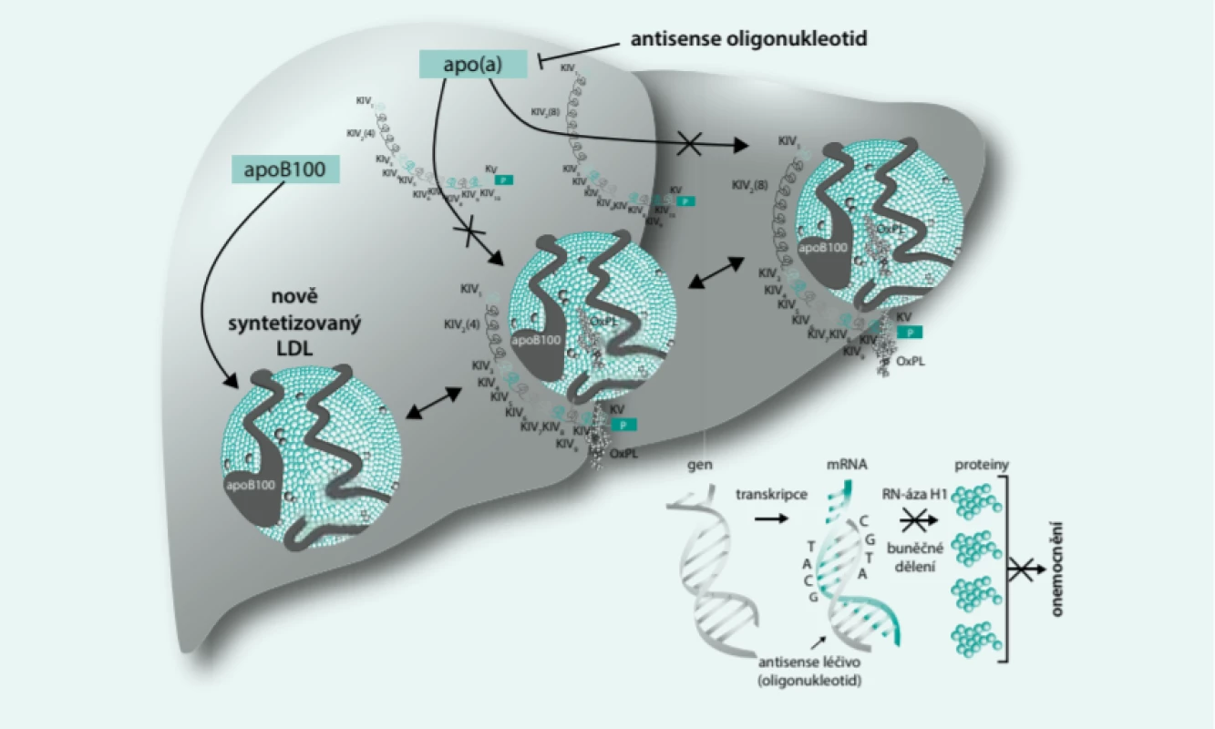 Mechanizmy účinku antisense terapie, zaměřené na snížení Lp(a). Upraveno podle [9]