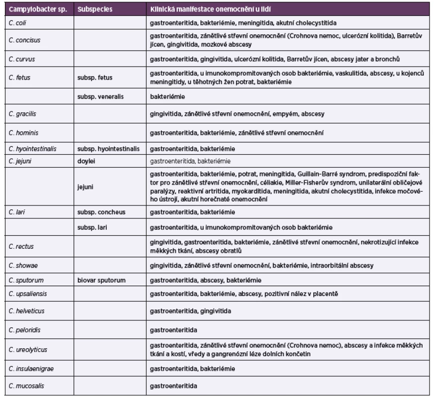 <i>Campylobacter</i> spp., druhy způsobující klinická onemocnění u lidí a jejich klinická manifestace, zpracováno z několika různých
zdrojů [6, 9–11]<br>
Table 1. <i>Campylobacter</i> spp. causing clinical diseases in humans and their clinical manifestations, taken from various sources [6, 9–11]