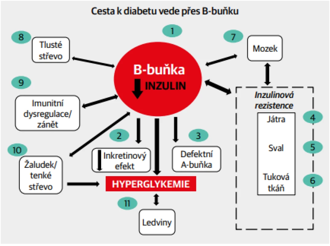  Mnohotné vztahy B-buňky s dalšími orgány jako možné cesty vedoucí k rozvoji diabetu.
