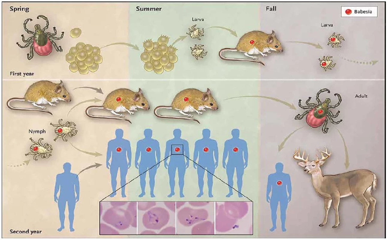 Přenos Babesia spp. klíštětem na člověka a zvířata</br>Figure 2. Babesia spp. transmitted by ticks to humans and animals