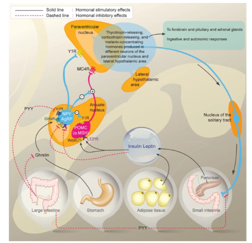 Interakce hormonálních a neurálních cest regulující příjem potravy a tukovou tkáň. Zdroj: Korner J, Liebel RL. To eat or not to eat-how the gut talks to the brain. N Engl J Med 2003; 349(10): 926–928.<br>
Fig. 1. Interaction of hormonal and neural pathways regulating food intake and fatty tissue. Source: Korner J, Liebel RL. To eat or not to eat-how the gut talks to the brain. N Engl J Med 2003; 349(10): 926–928.
